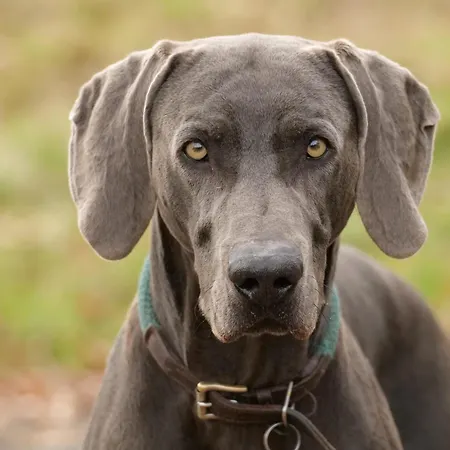 Bed & Breakfast Le Clos De Lusignan-Petit