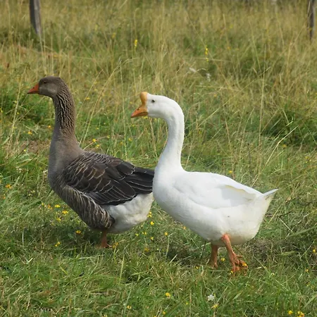 Bed & Breakfast Le Clos De