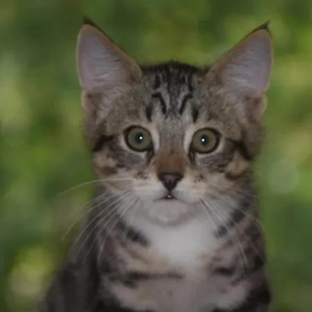 Bed & Breakfast Le Clos De Lusignan-Petit