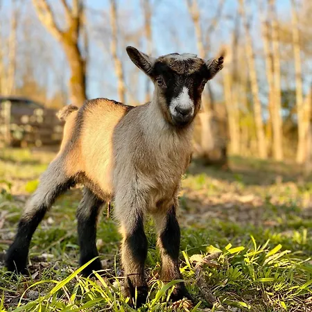 Nocleg ze śniadaniem Le Clos De Lusignan-Petit
