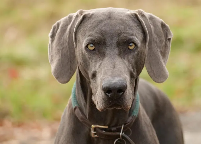 住宿加早餐酒店 Le Clos De Lusignan-Petit