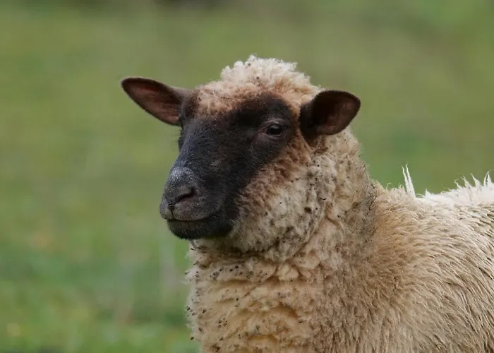 Le Clos De 3* Lusignan-Petit