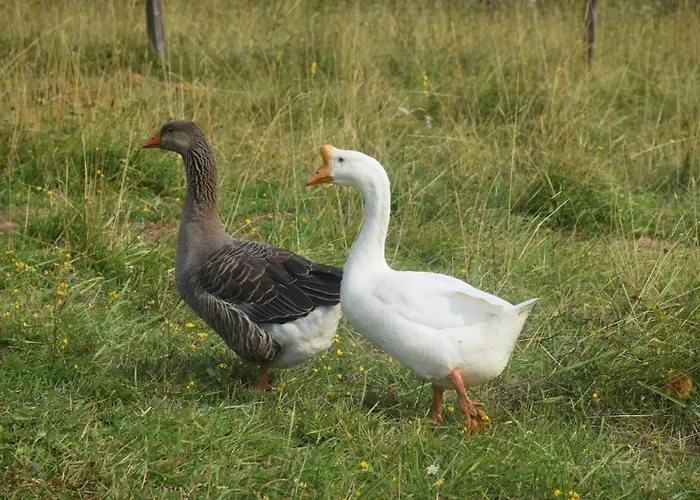 住宿加早餐酒店 Le Clos De