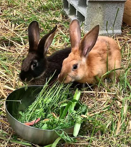 Le Clos De 住宿加早餐酒店