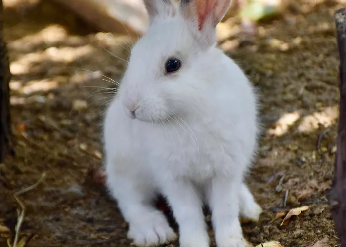 Le Clos De 3* Lusignan-Petit