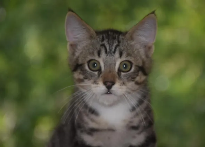 住宿加早餐酒店 Le Clos De Lusignan-Petit