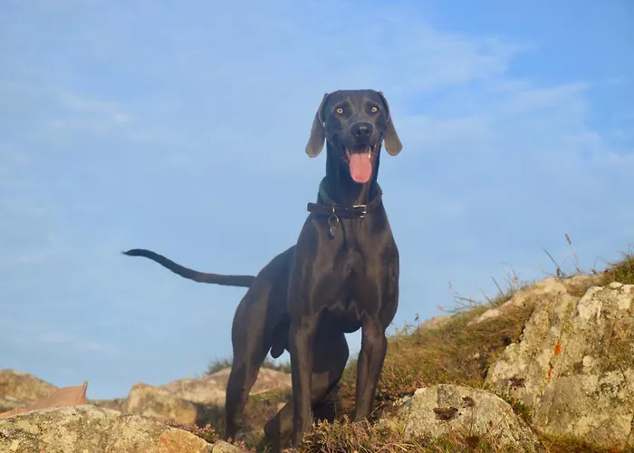 Le Clos De 住宿加早餐酒店 Lusignan-Petit