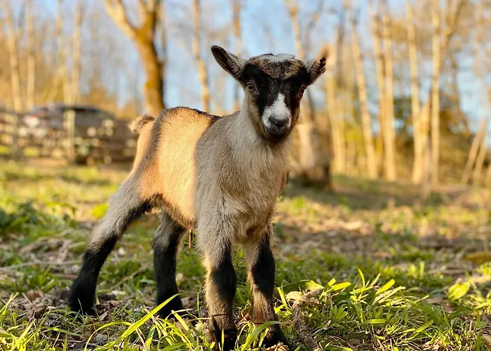 住宿加早餐酒店 Le Clos De Lusignan-Petit