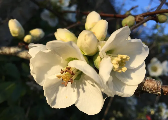 Le Clos De 住宿加早餐酒店 3*